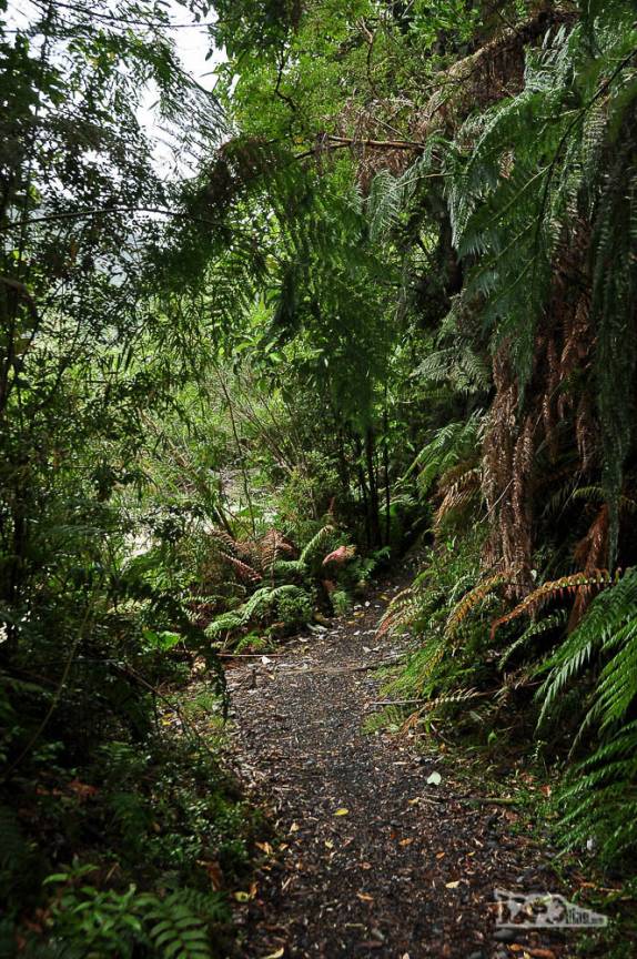 A trilha dos alerces no parque de Pumalín, região de Chaitén, na Carretera Austral, sul do Chile